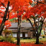長岡もみじ園 紅葉