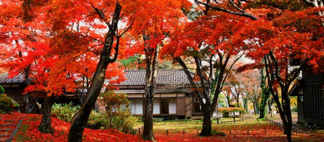 長岡もみじ園の紅葉2018見頃とライトアップは?駐車場と口コミも調査