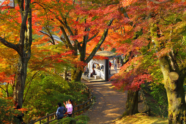 西山公園の紅葉2018見頃と鯖江もみじまつりは?混雑と口コミも調査