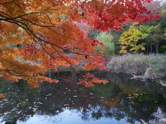 タカドヤ湿地の紅葉2018見頃の時期は?もみじまつりについても調査!