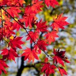 紅葉