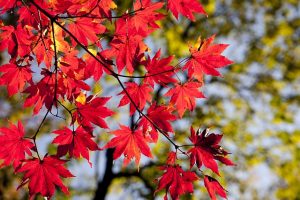 熱海梅園の紅葉2019見頃の時期は？もみじまつりの日程とライトアップも調査