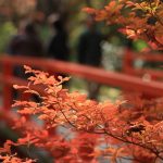 紅葉10