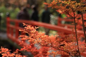 鳳来寺山の紅葉2022の見頃ともみじ祭りは？駐車場混雑や口コミも調査