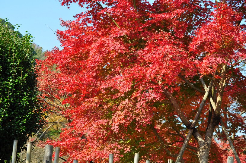 熱海梅園 紅葉2