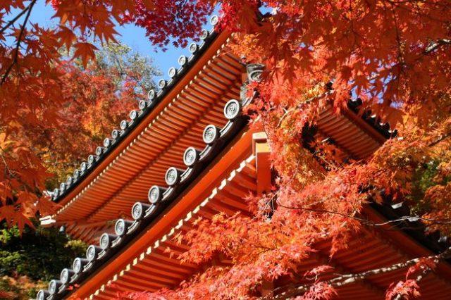 牛滝山大威徳寺の紅葉2018の見頃ともみじまつりは?駐車場と口コミも調査