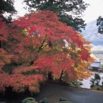 萬徳寺 紅葉
