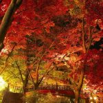 熱海梅園 橋 ライトアップ