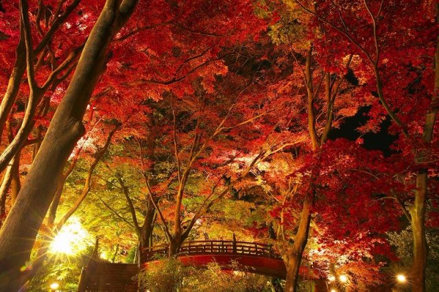 熱海梅園の紅葉2018見頃の時期は?もみじまつりの日程とライトアップも調査