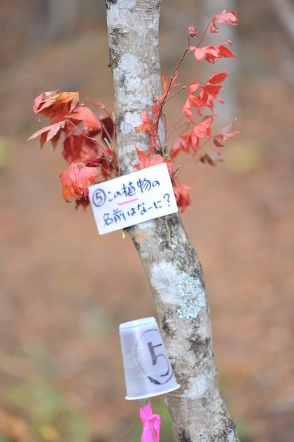 タカドヤもみじまつり01