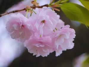 三嶋大社の桜2025の開花予想と見頃は？ライトアップと口コミも調査