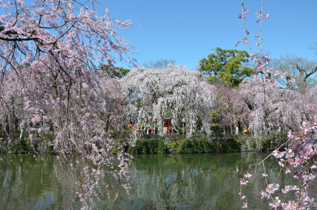 三嶋大社 桜3