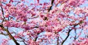 諏訪の桜トンネル2025の開花状況やライトアップは？屋台とトイレも調査！