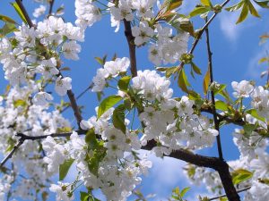 淡墨公園の桜2023の見頃と散り際は?アクセスと混雑も調査