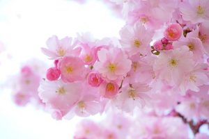 津山城鶴山公園の桜まつり2022の開花情報と見頃は?駐車場と入場料も調査