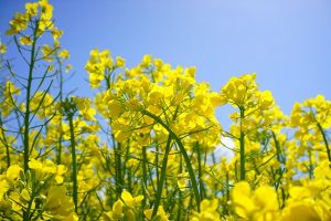 飯山菜の花公園2020の見頃とピークやお祭りは?アクセスと駐車場も調査