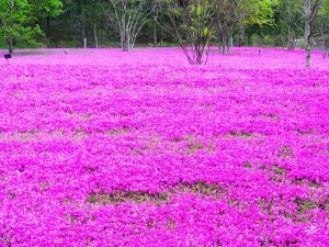 志田フラワー園(嬉野)芝桜の見頃と口コミは？住所とアクセス駐車場も調査