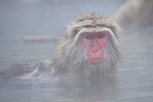 玉川温泉(秋田)の効能と湯治や岩盤浴の料金は?口コミとアクセスも調査!