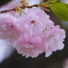 八重桜